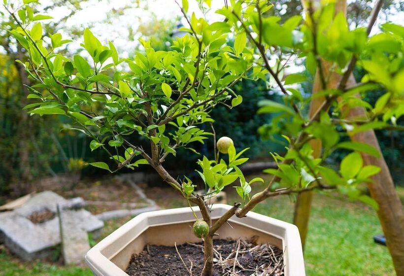 Pension Bela Ilha Guest House