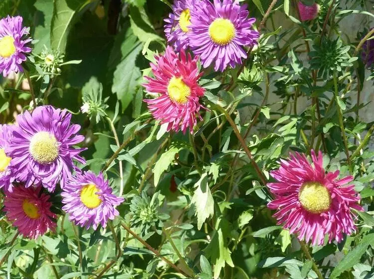 Aamiaismajoitus (B&B) Chambres D Hôtes Au Bo Voyage