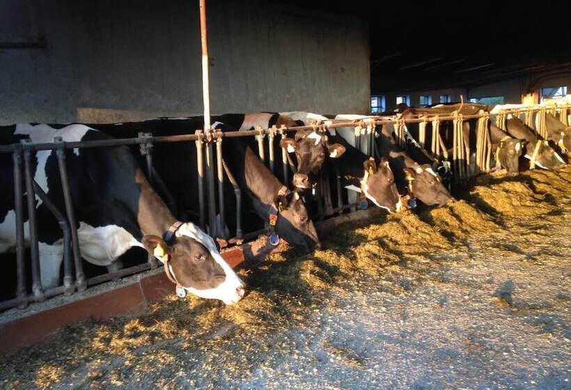 בית מלון כפרי Ferienhof Löw