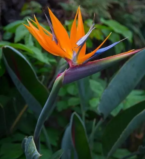 Napili Kai Beach Resort