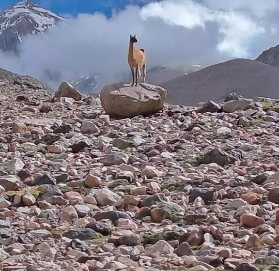 Aire De Barreal Hostel Andino