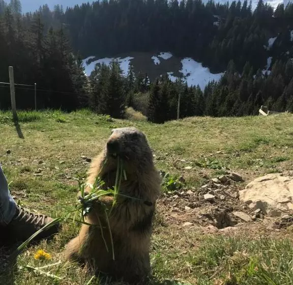 ユースホステル Chez Gaby 1670