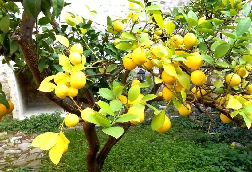 پانسیون Castlehouse