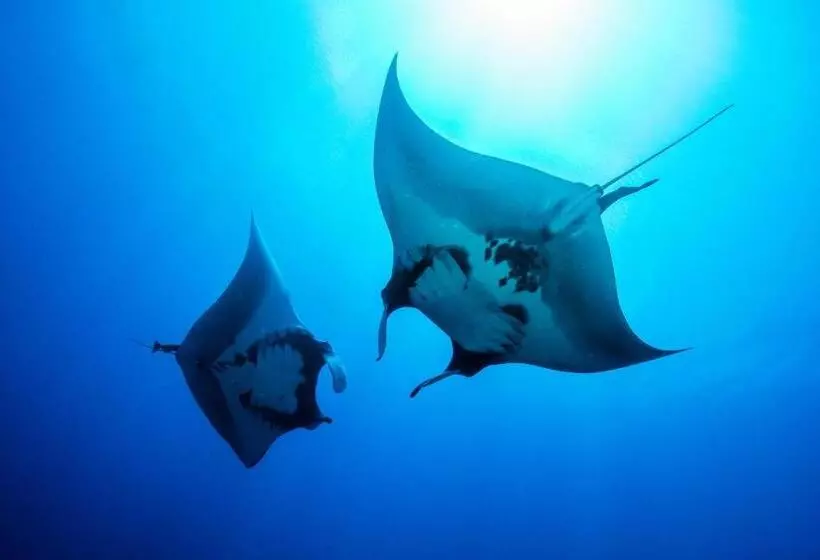 پانسیون Island Scuba Inn