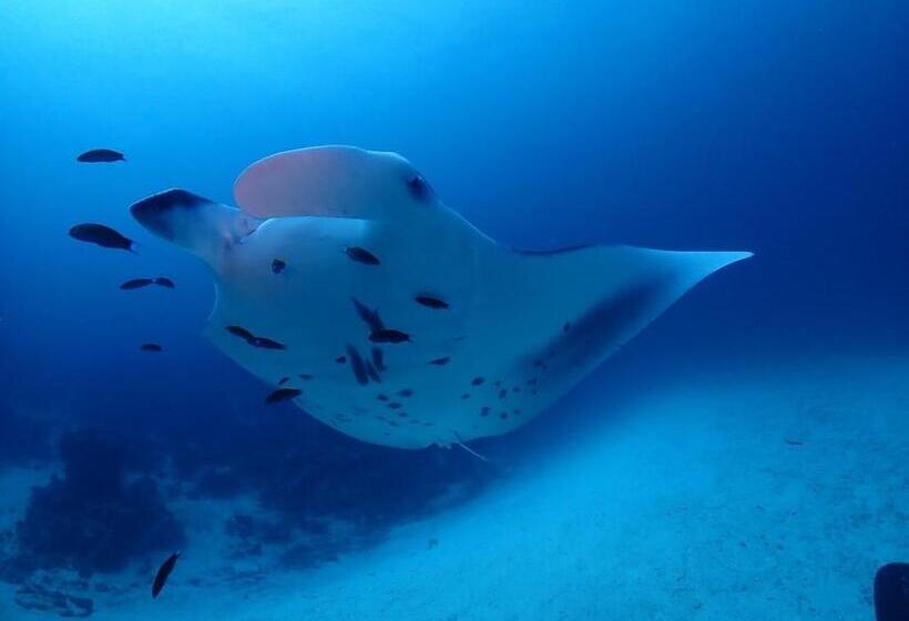 پانسیون Island Scuba Inn