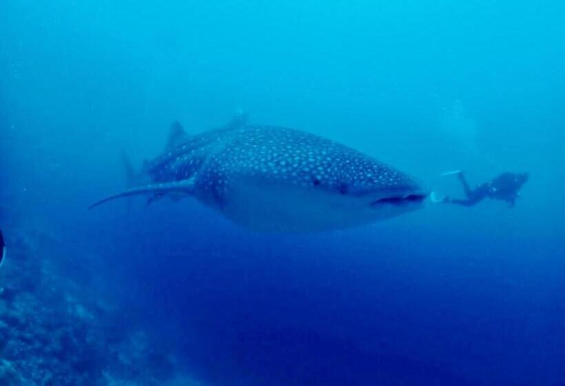 پانسیون Island Scuba Inn