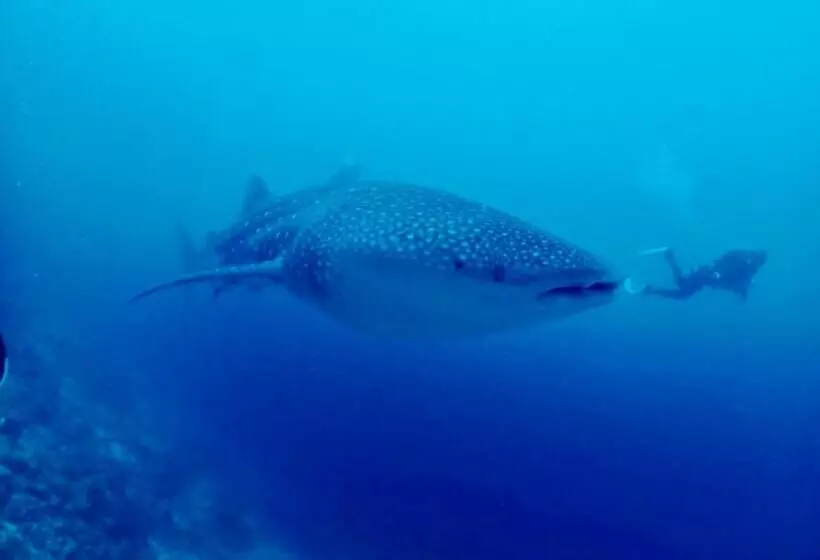 پانسیون Island Scuba Inn