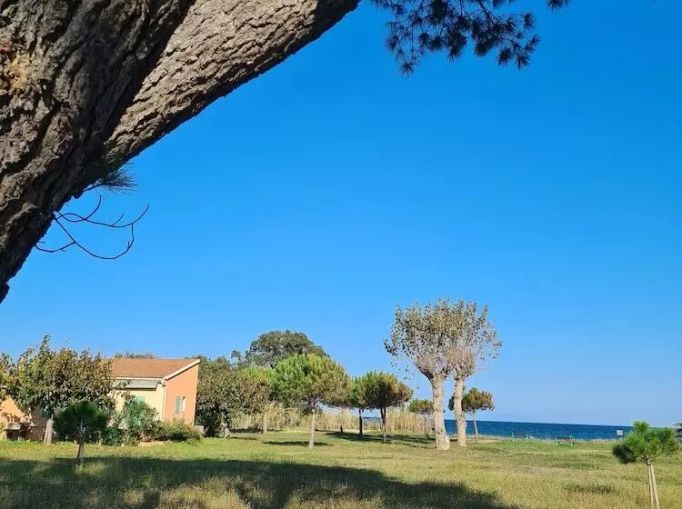 Pinea Mare