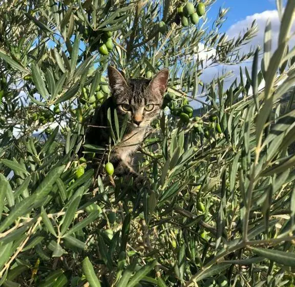 Aamiaismajoitus (B&B) Casa Vale Do Douro