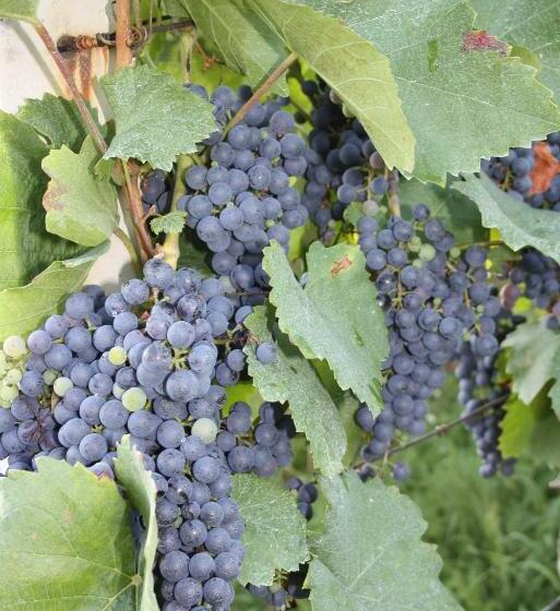 هتل روستایی Tourist Farm Pri Martinovih