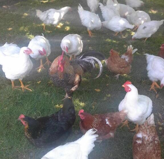 هتل روستایی Tourist Farm Pri Martinovih