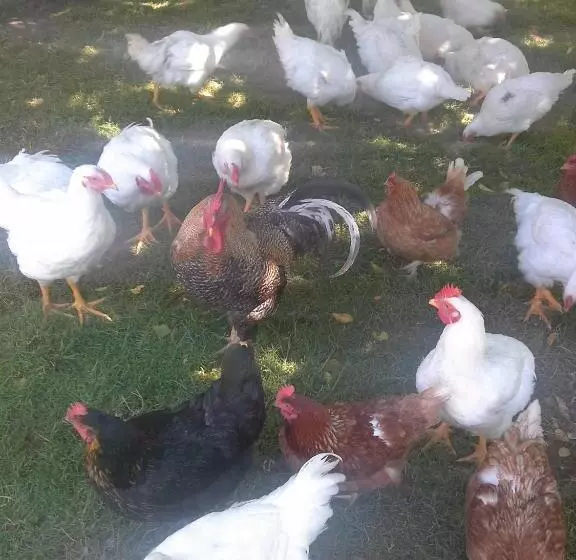هتل روستایی Tourist Farm Pri Martinovih