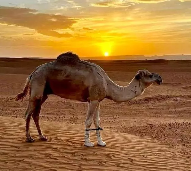 Majatalo Auberge L'oasis Mhamid