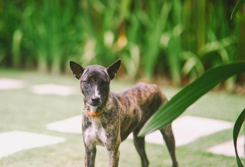 בית מלון כפרי Waterborn Bali