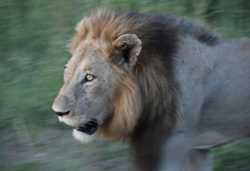 酒店 Kruger Park Tours