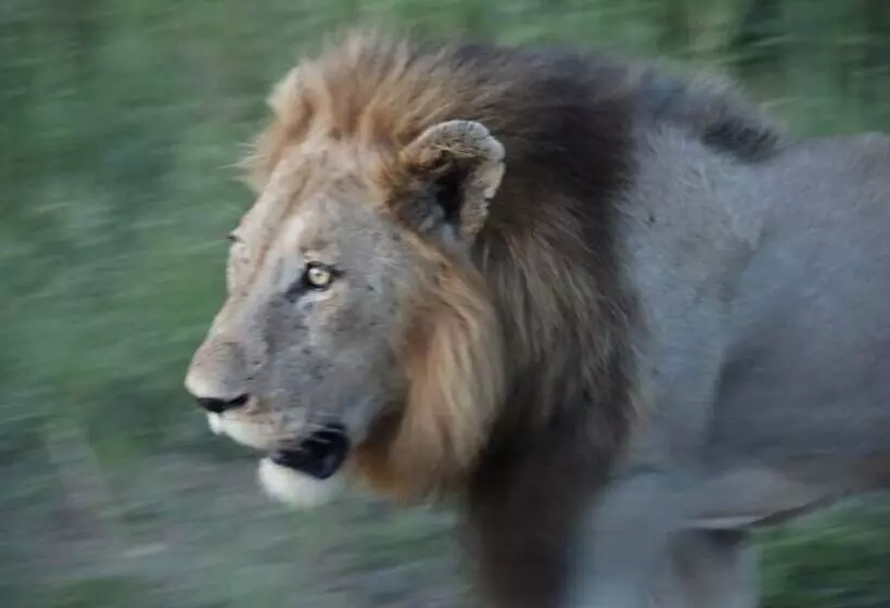 هتل Kruger Park Tours