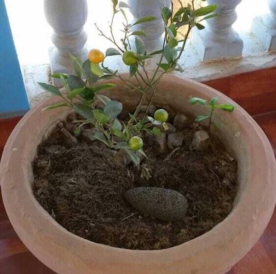 پانسیون Villa Ravo