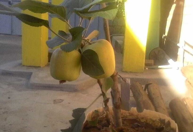 پانسیون Villa Ravo