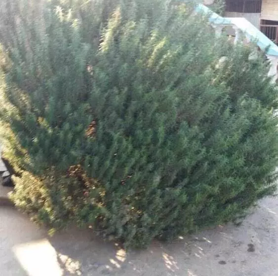 پانسیون Villa Ravo