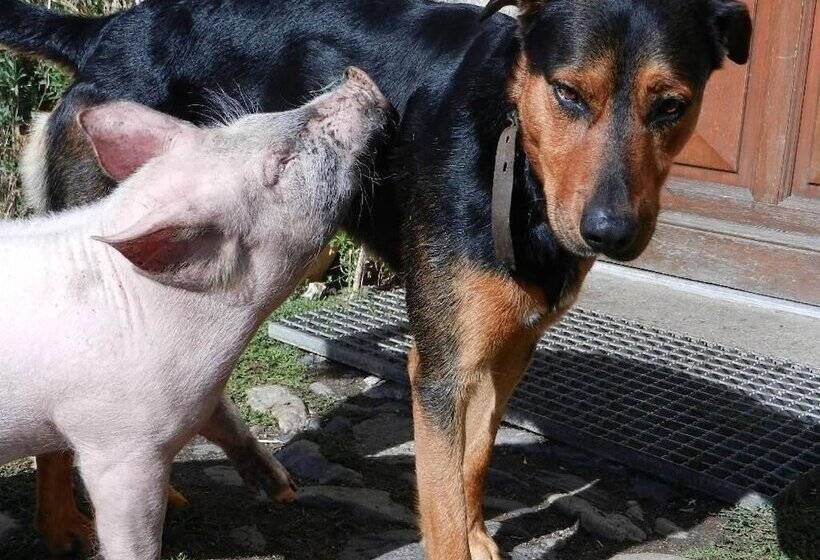 住宿加早餐 Auberge Paysanne