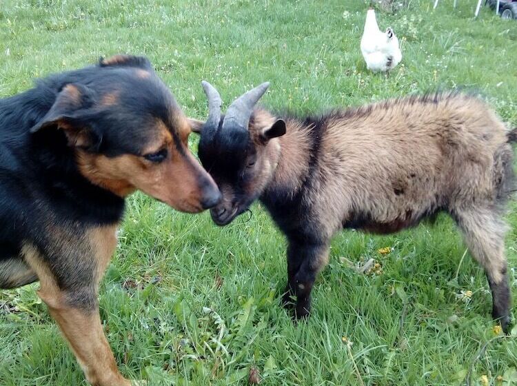 住宿加早餐 Auberge Paysanne