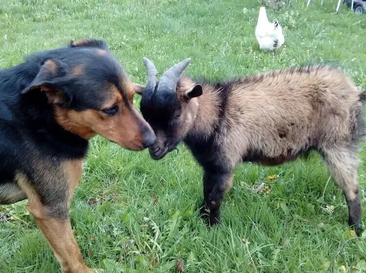 Aamiaismajoitus (B&B) Auberge Paysanne