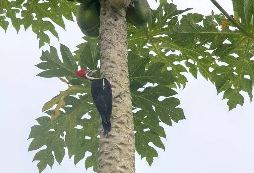 ホテル Villas Cabuya Beach & Forest