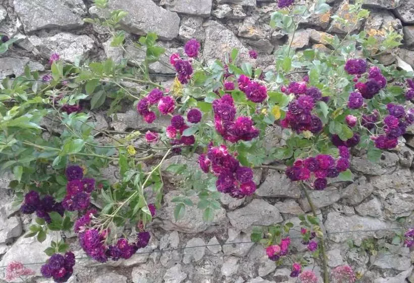 پانسیون Les Hirondelles