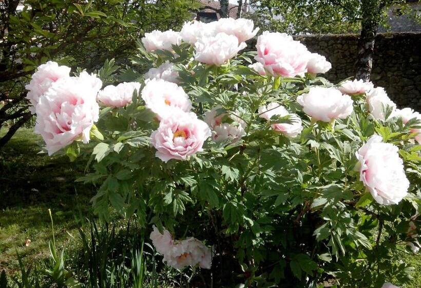 膳宿费 Les Hirondelles