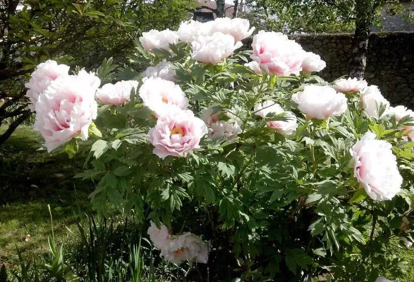 پانسیون Les Hirondelles