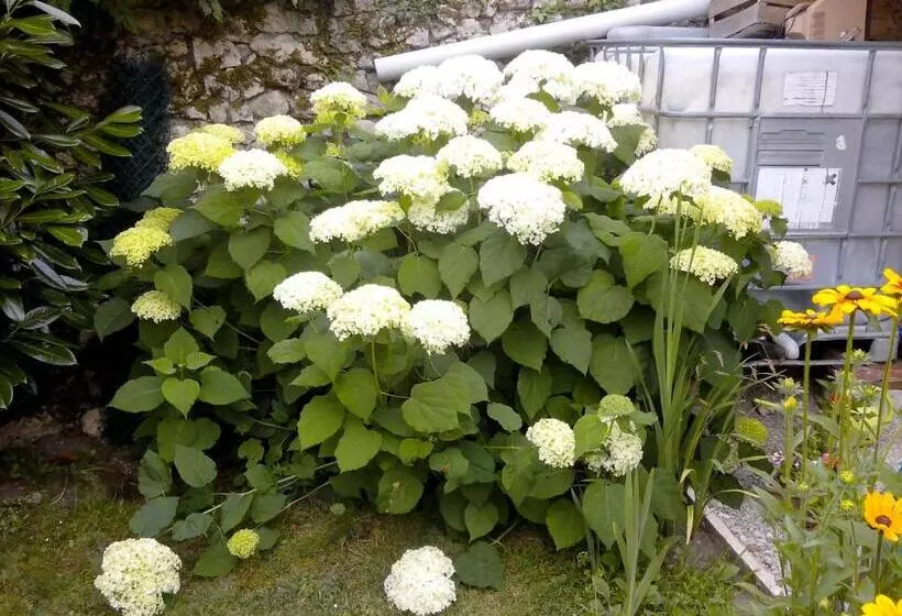پانسیون Les Hirondelles