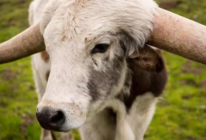 ホテル Sonoma Coast Villa