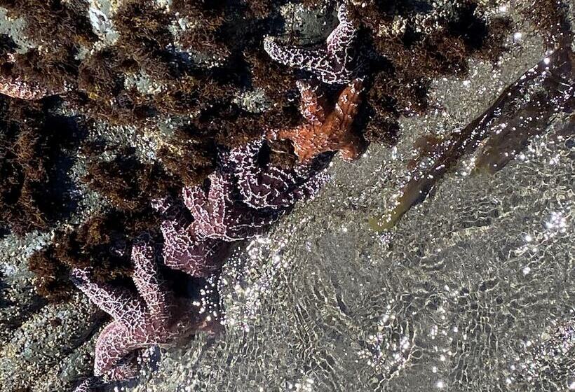 فندق على الطريق Americoast Inn