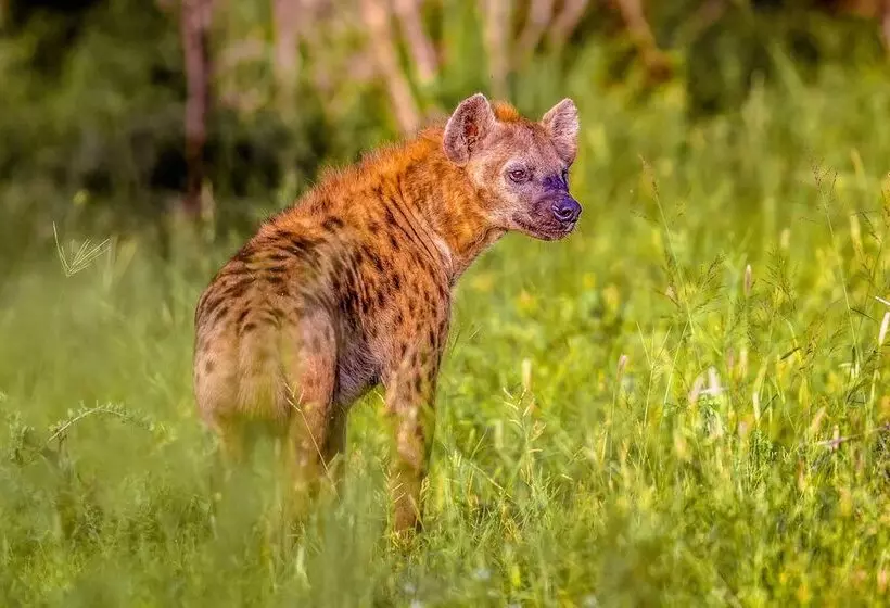 ホテル Africamps At Hoedspruit