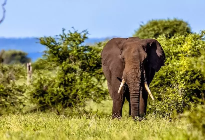 ホテル Africamps At Hoedspruit