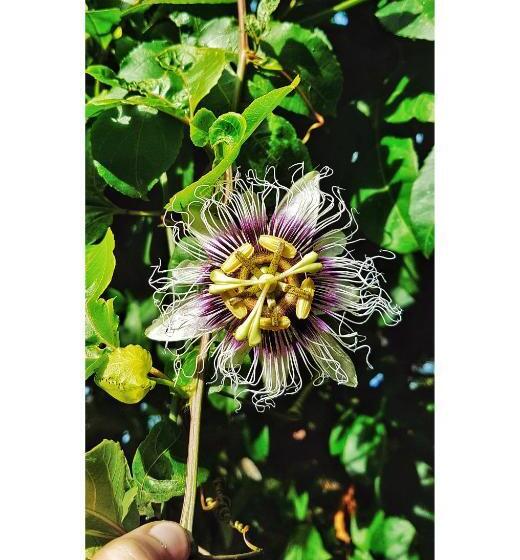 مبيت وإفطار Cala Guane Barichara