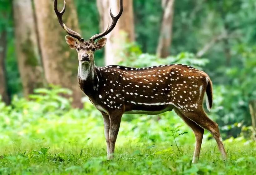 Majatalo Vedanta Wake Up Edakkal Caves  By Oyo