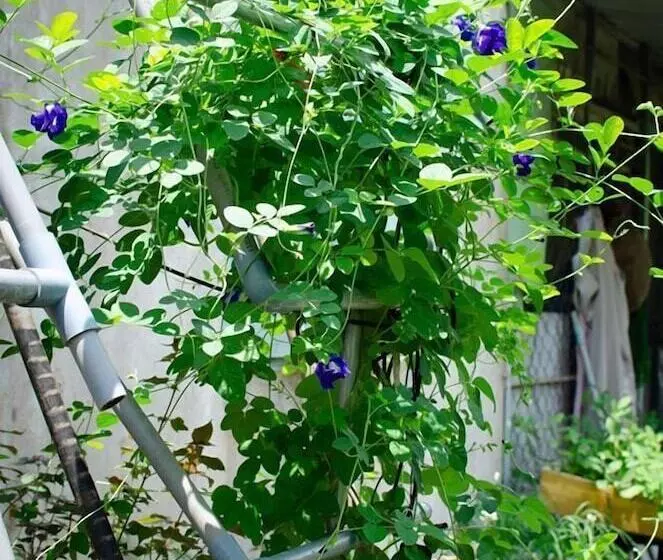 Thu Huynh Homestay   Hostel