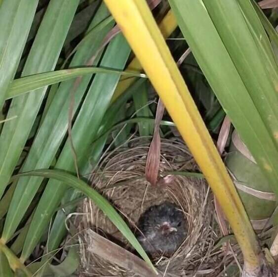 住宿加早餐  Sanjee Shome & Lanka Ayurveda