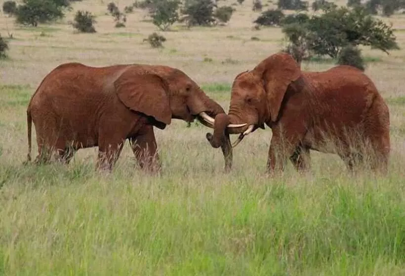 هتل Teen Ranch Camp