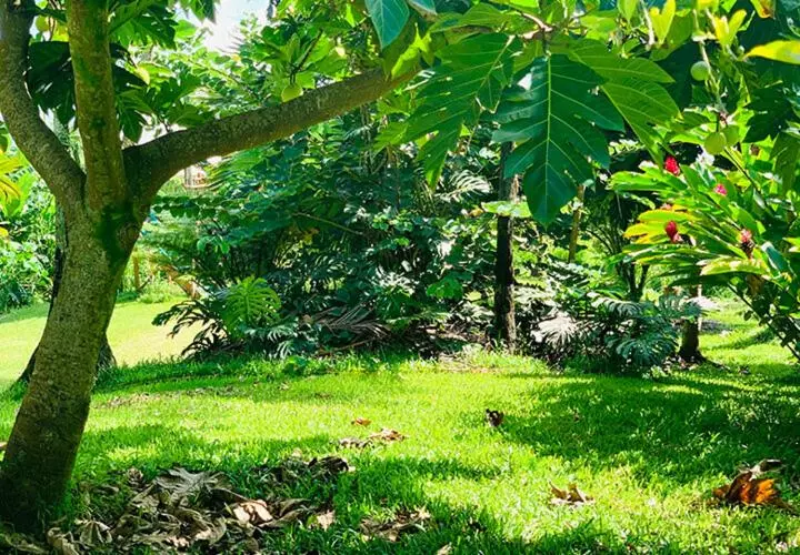 Отель Wild Ginger