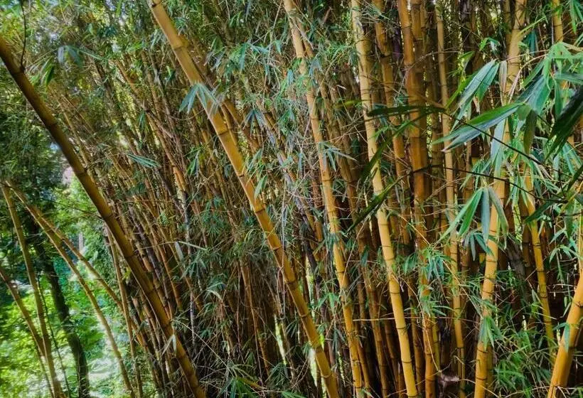 Отель Wild Ginger