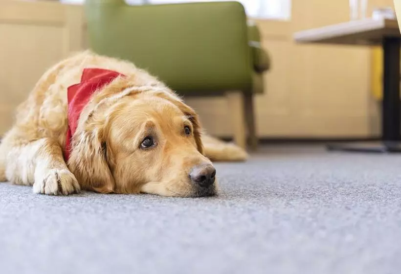 Jufa Hotel Laterns   Klangholzhus