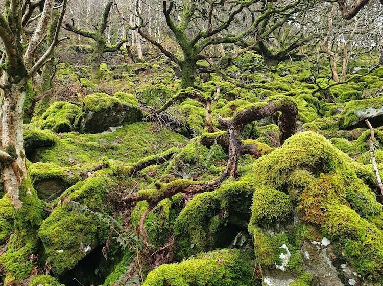 בית מלון כפרי Meadowsweet
