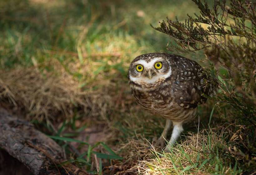 Makkai Resort Bombinhas