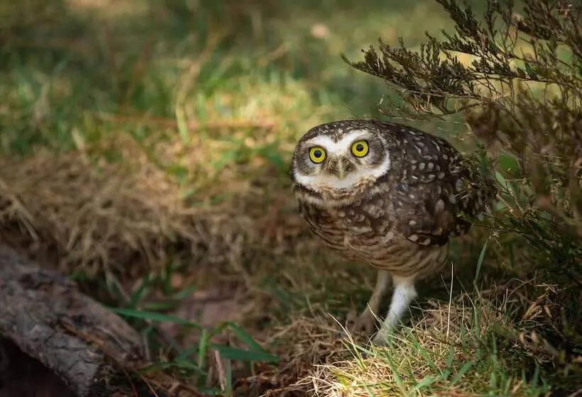 Makkai Resort Bombinhas