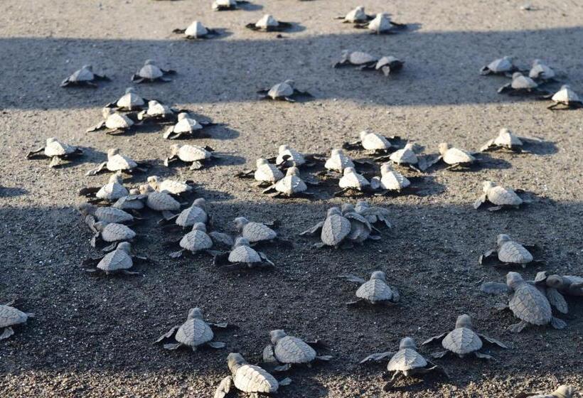 Отель Kambutaleko