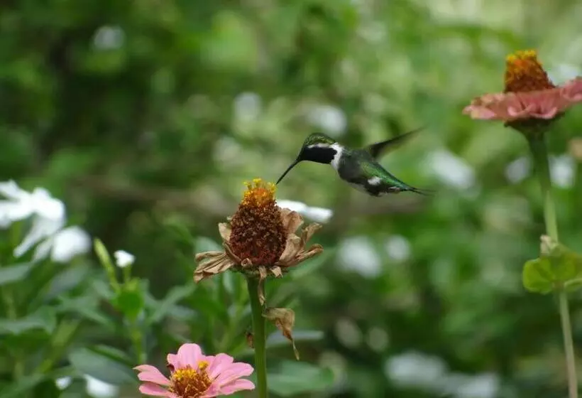 Majatalo Hostal Los Orishas