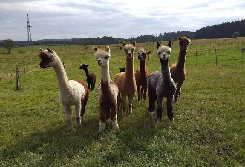 Apartment On An Alpaca Farm In Kierspe