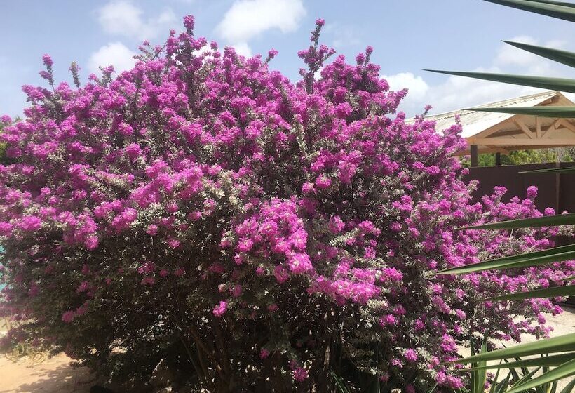 Tropical Breeze Apartments